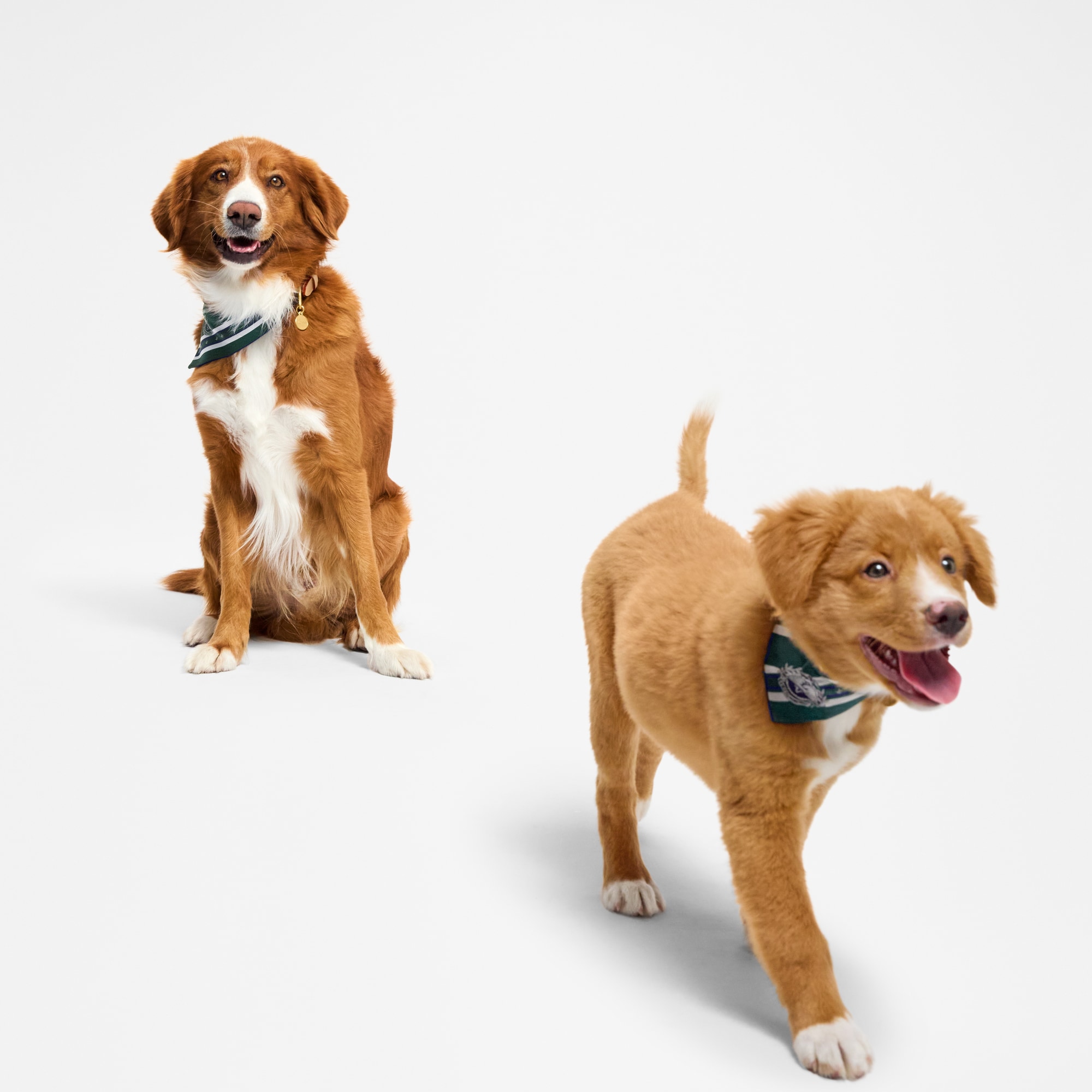 Dog Bandana MM  in Trunks, Travel and Home