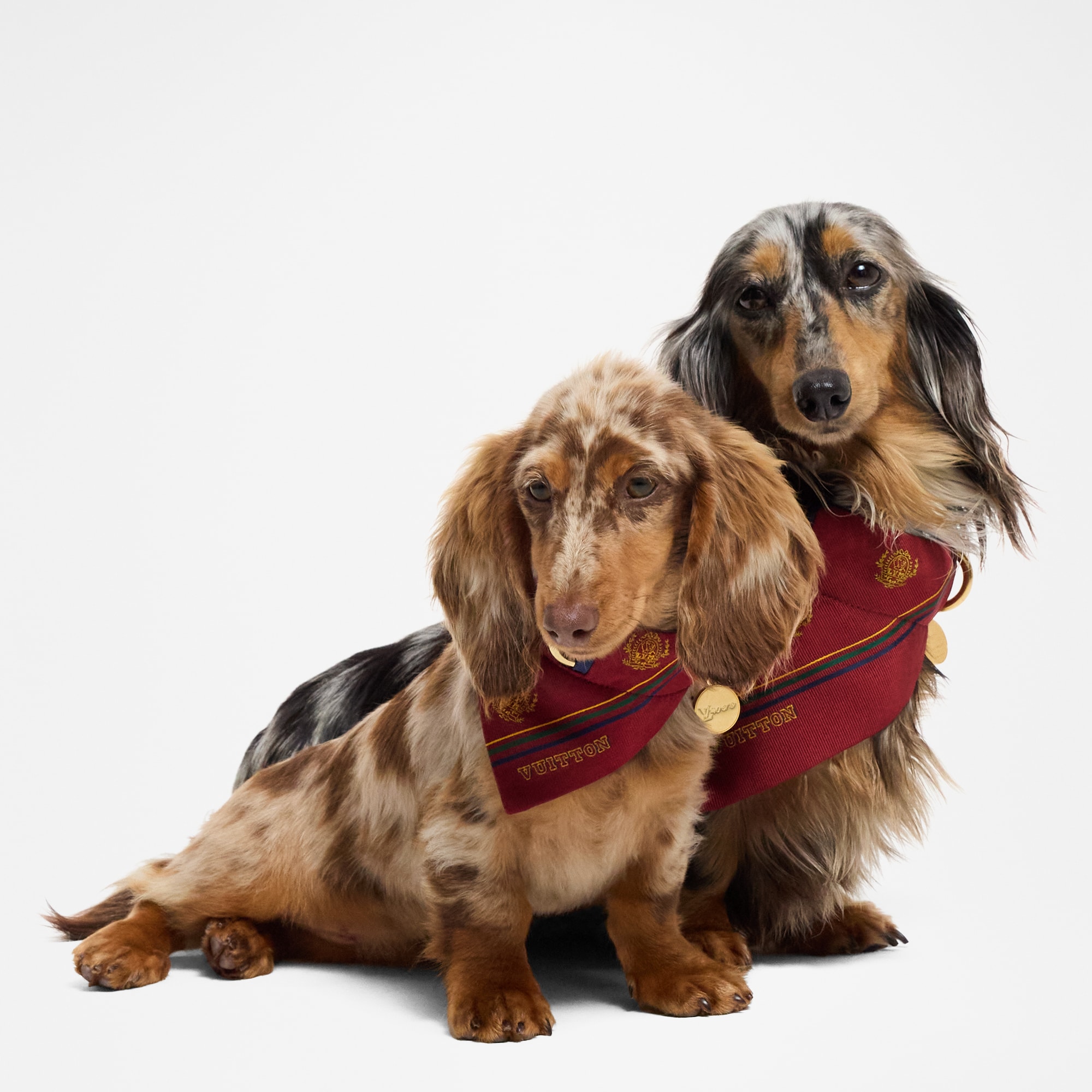 狗頸巾 PM  in 行李箱、旅行用品及家居精品