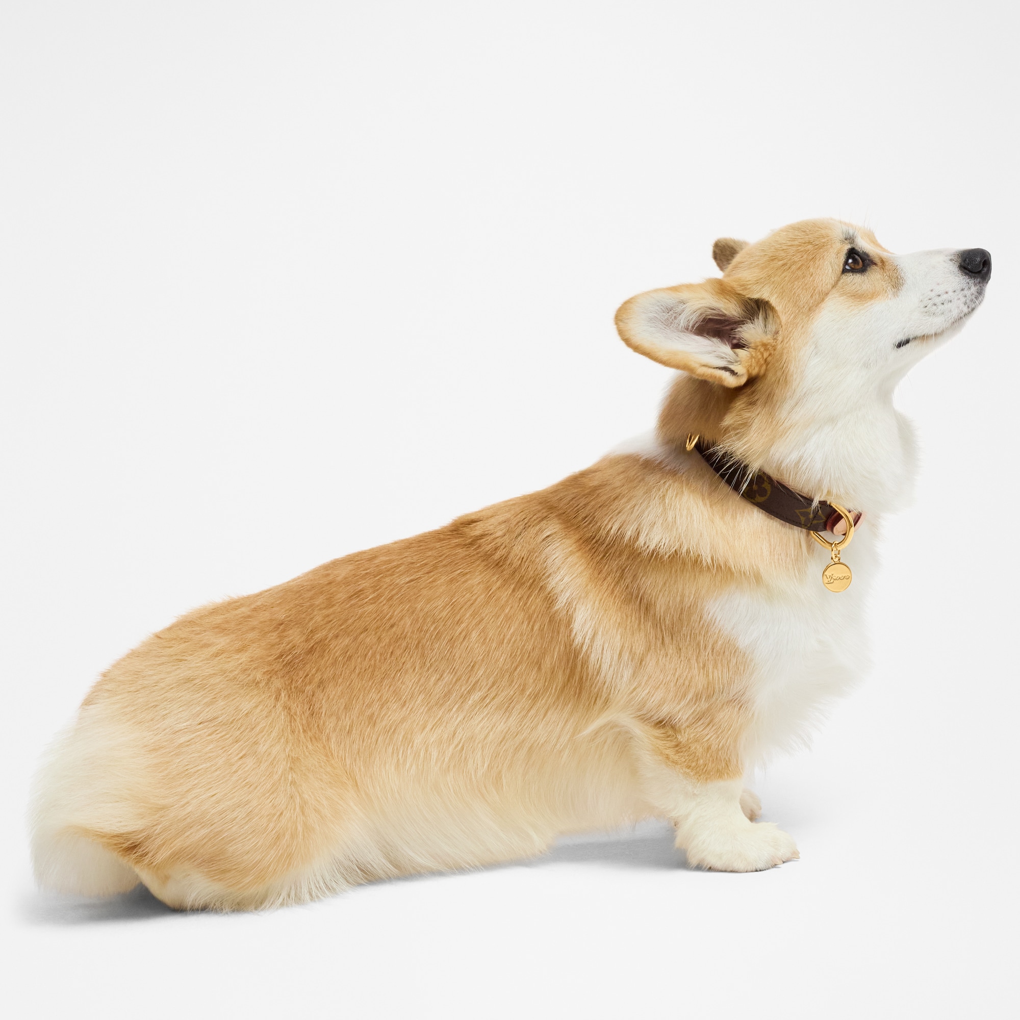 狗頸圈 PM  in 行李箱、旅行用品及家居精品