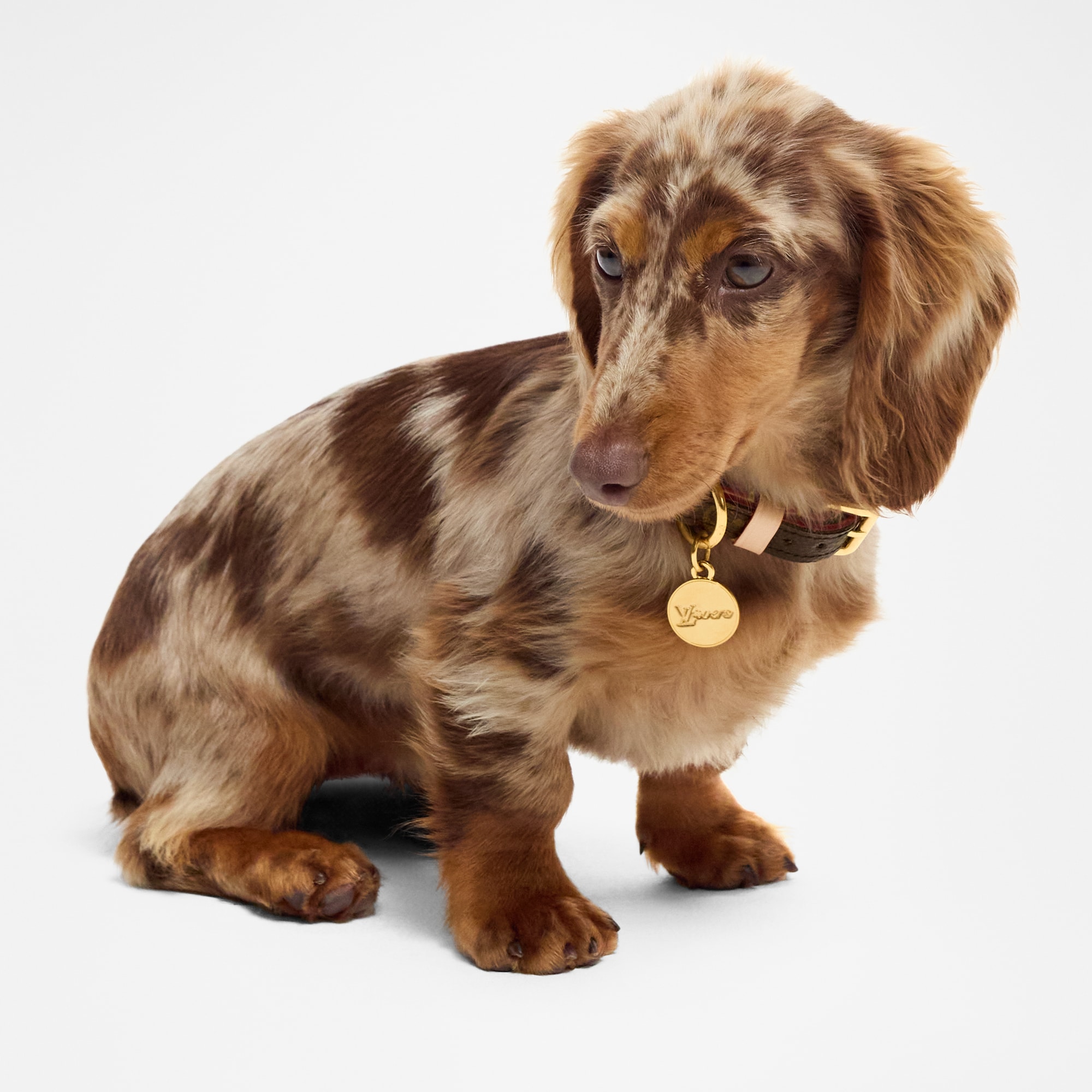 Dog Collar XS  in Trunks, Travel and Home