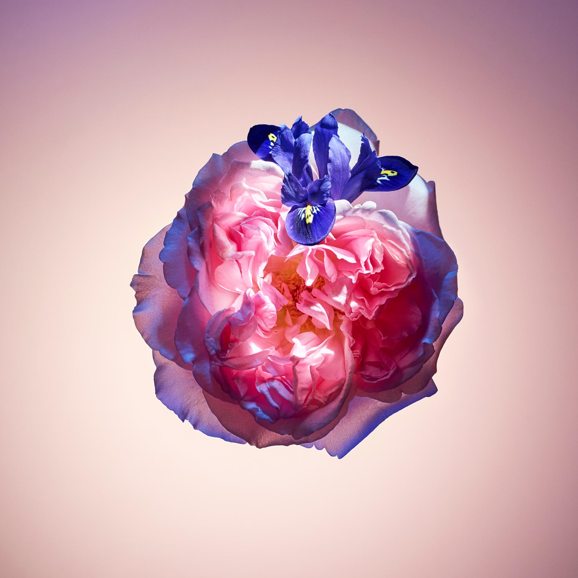 Travel Spray Refill Rose Des Vents  in Perfumes and Beauty